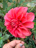 Devon Opaline Dahlia Tuber