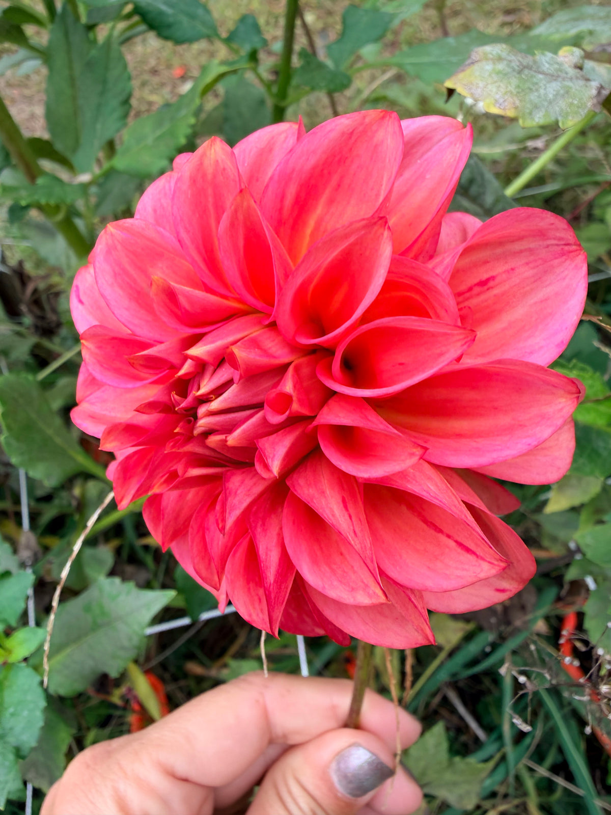 Devon Opaline Dahlia Tuber