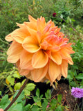 Hapet Cupido Dahlia Pot Tuber