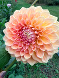 RM October Skies Dahlia Tuber