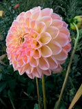 Hapet Salmon Dahlia Pot Tuber