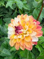 Double Jill Dahlia Tuber