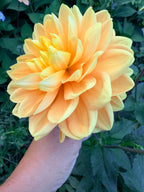 Aladdin's Lamp Dahlia Tuber