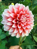 RM Sweet Sebastian Dahlia Pot Tuber
