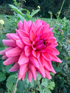 Negroni Sunset Dahlia Tuber