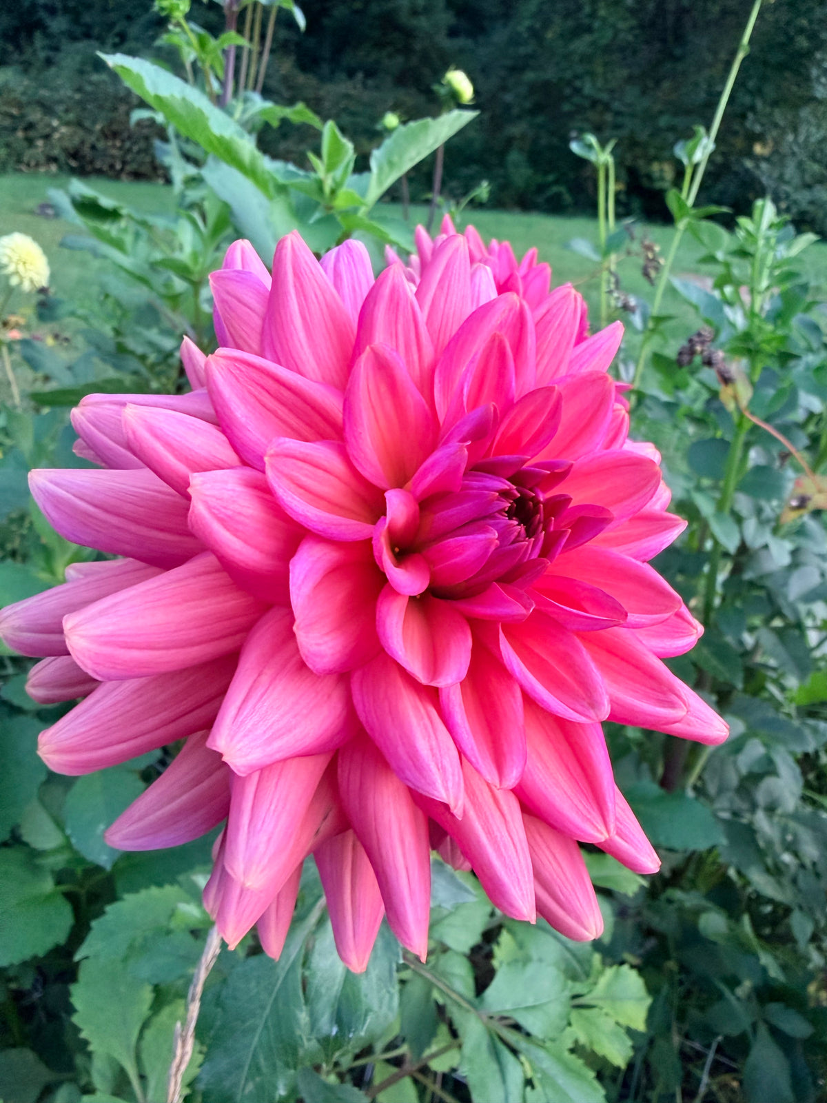 Negroni Sunset Dahlia Tuber