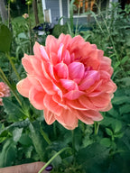 Fawn Dahlia Tuber