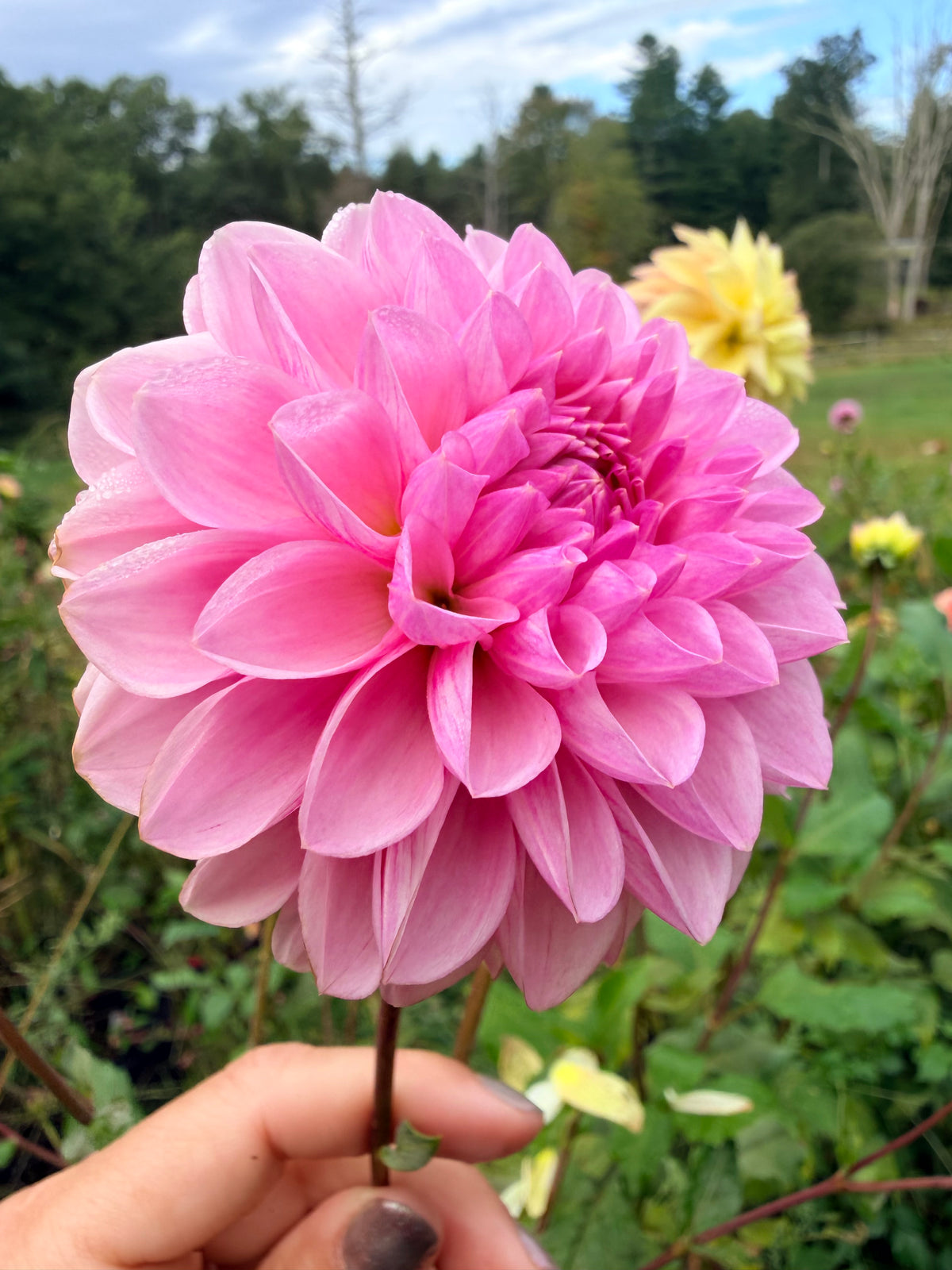 Lee's Sugaree Dahlia Tuber ￼