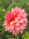 Lee's Delilah Dahlia Tuber