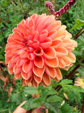 Ariston Dahlia Tuber