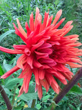 Autumn Orange Dahlia Tuber
