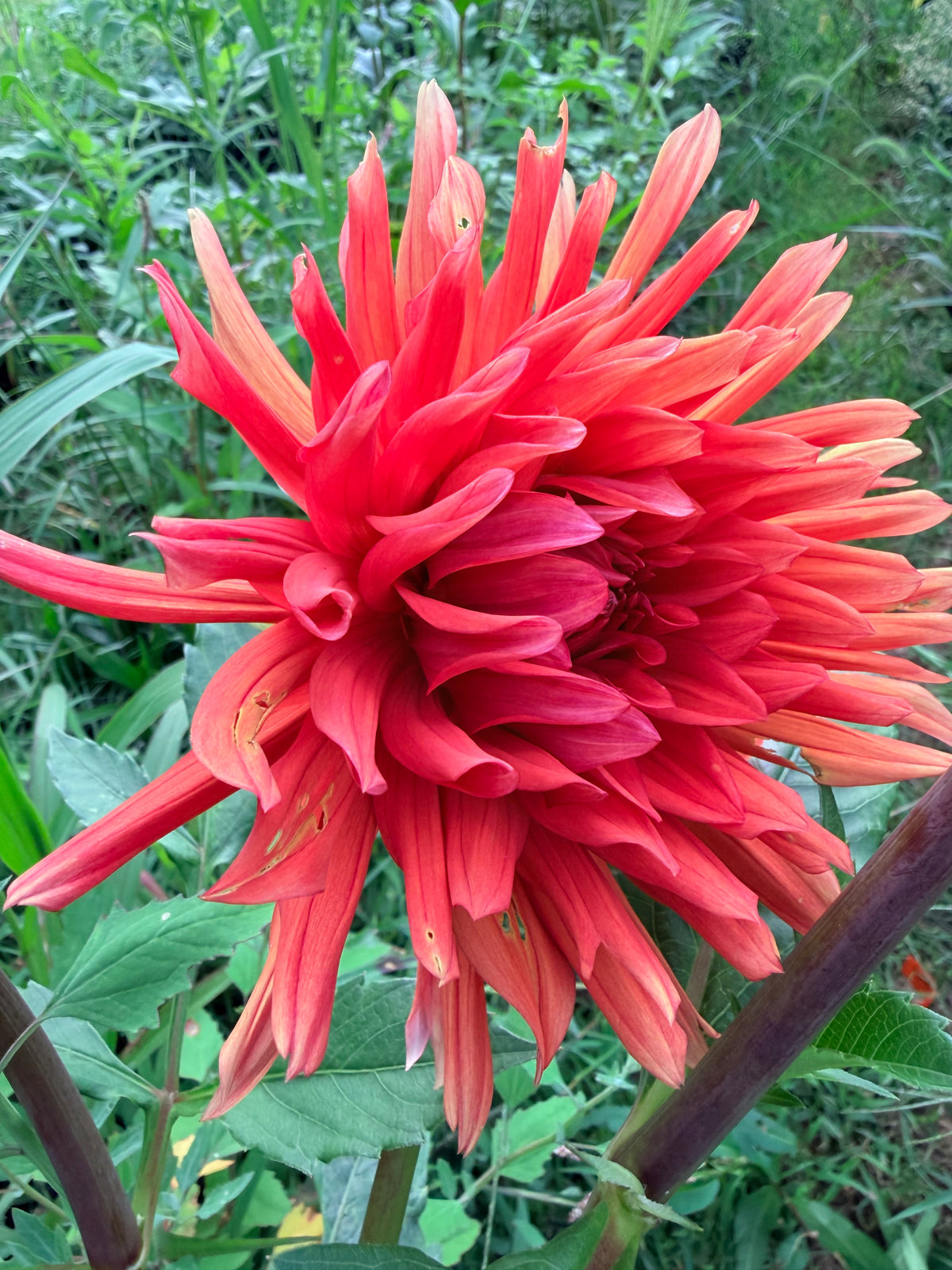 Autumn Orange Dahlia Tuber