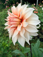 LA LA LA Dahlia Tuber