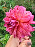 Mingus Toni Dahlia Tuber