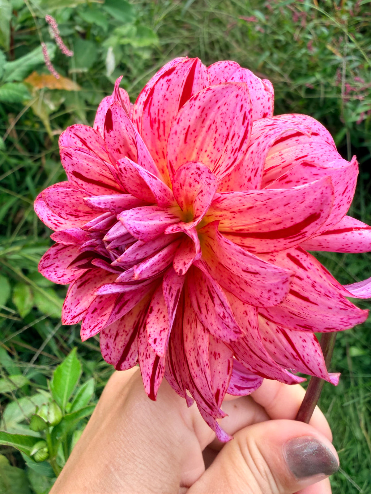 Mingus Toni Dahlia Tuber