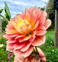 Fairytale Dahlia Tuber