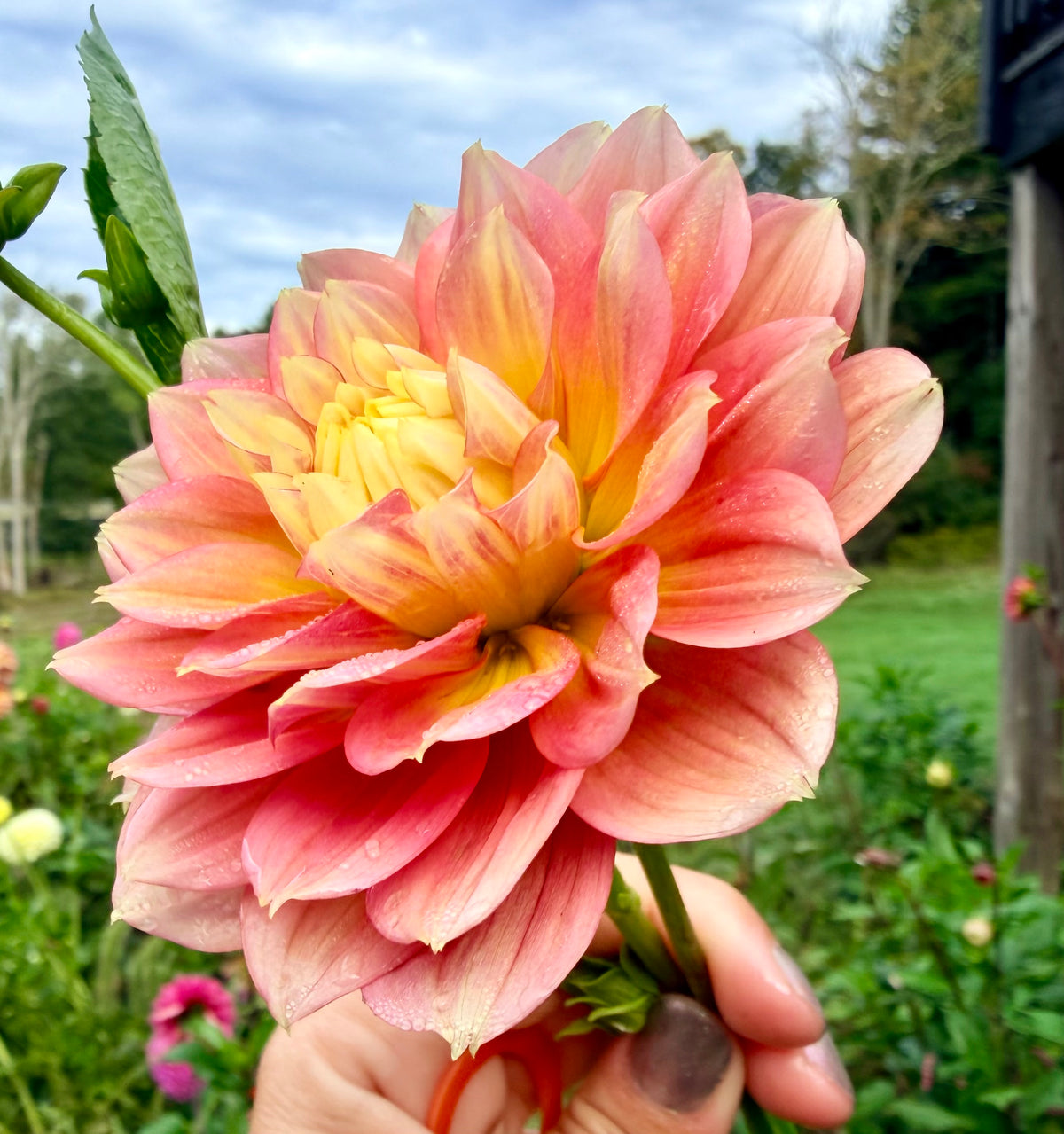 Fairytale Dahlia Tuber