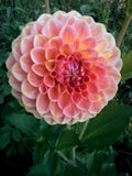 20th Ave Softer Peach Dahlia Tuber