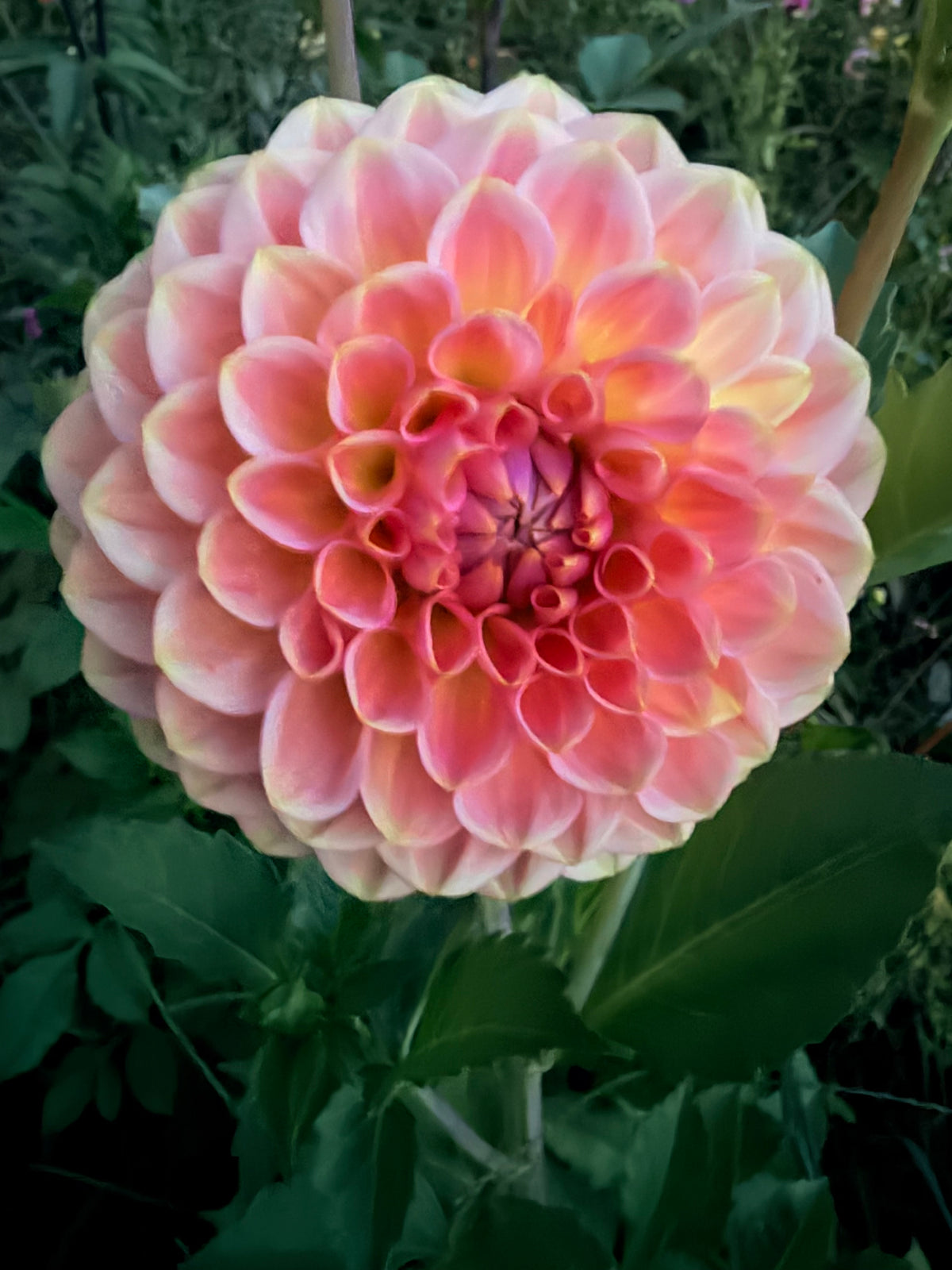 20th Ave Softer Peach Dahlia Tuber