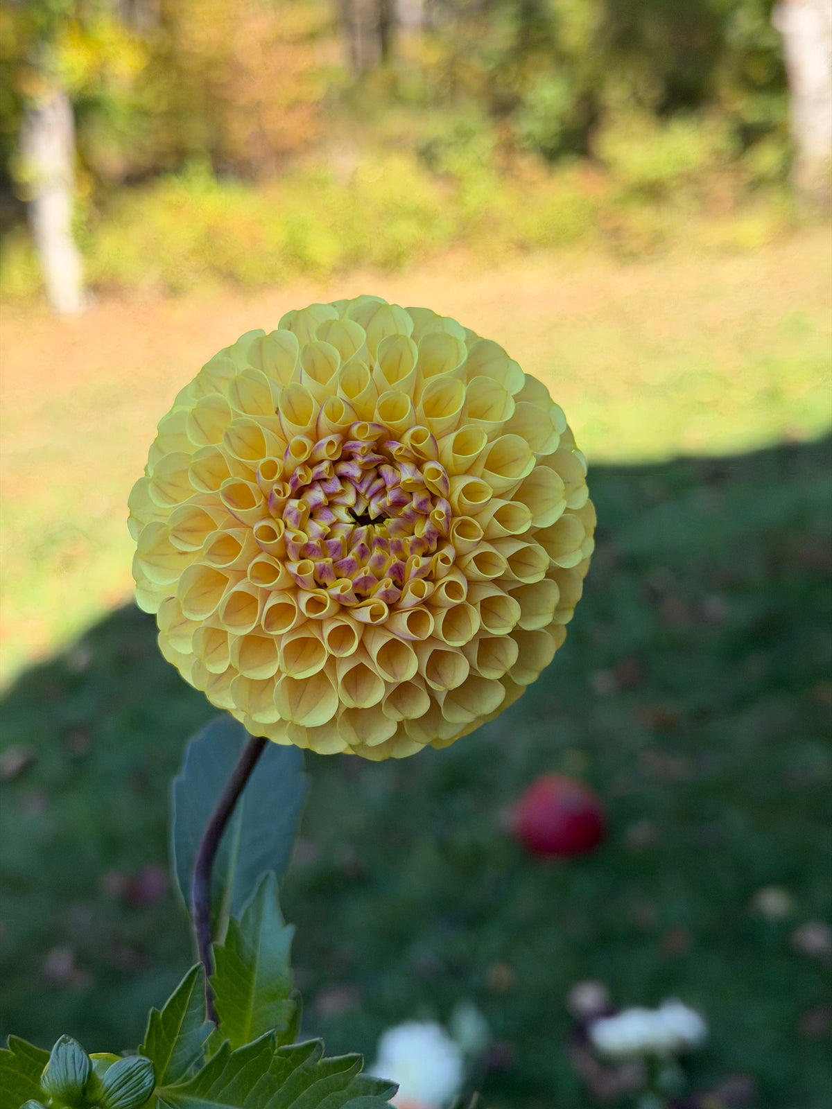 20th Ave Gwen Dahlia Tuber
