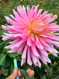 Hollyhill Cotton Candy Dahlia Tuber