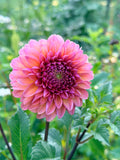 Thicket's POG Dahlia Tuber