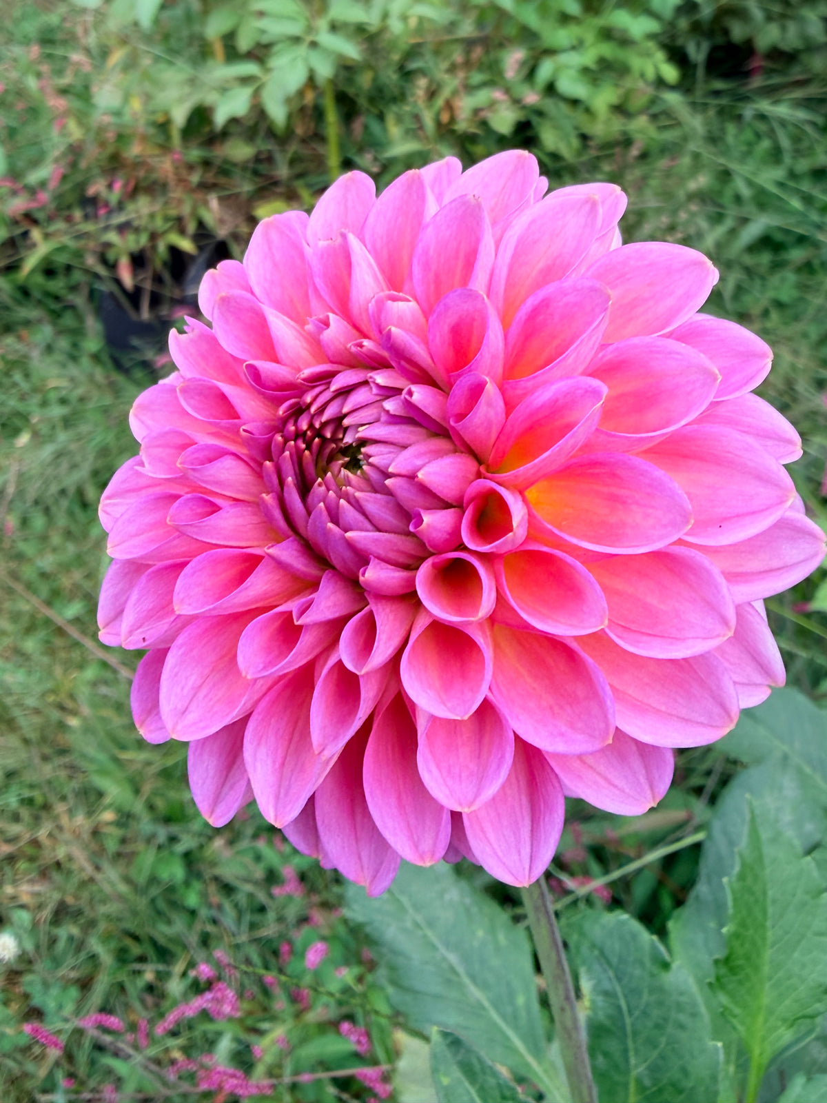 Westerton Pearl Dahlia Tuber