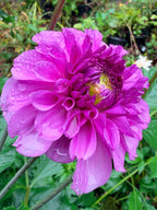 Ferncliff Pincushion Dahlia Tuber