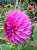 Pinky Promise Dahlia Tuber