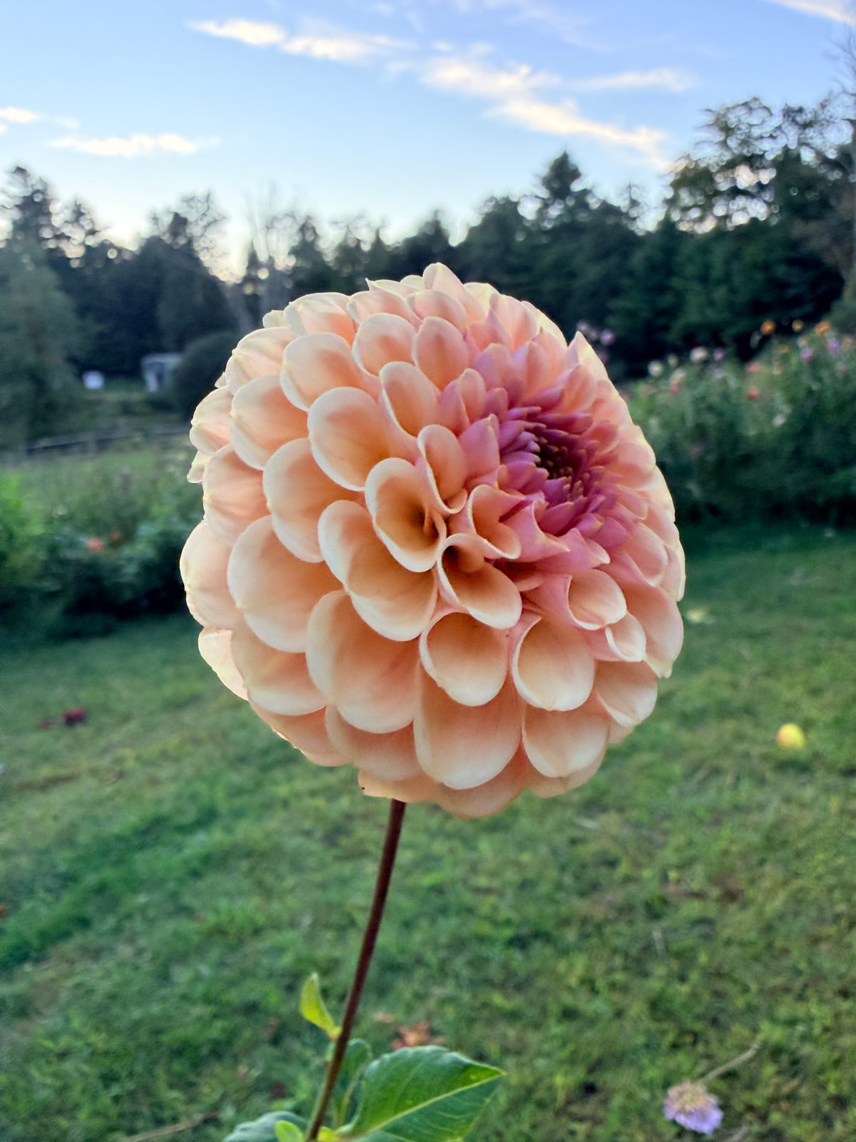 KA's Sicilian Summer Dahlia Tuber