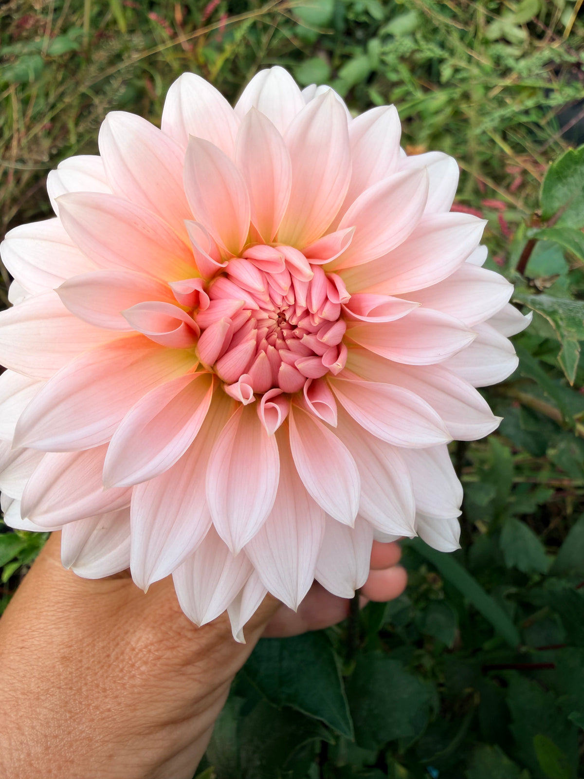 Lee's Two Step Dahlia Tuber