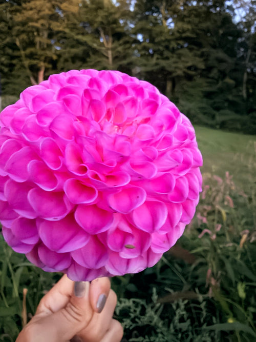 20th Ave for Mom Dahlia Tuber