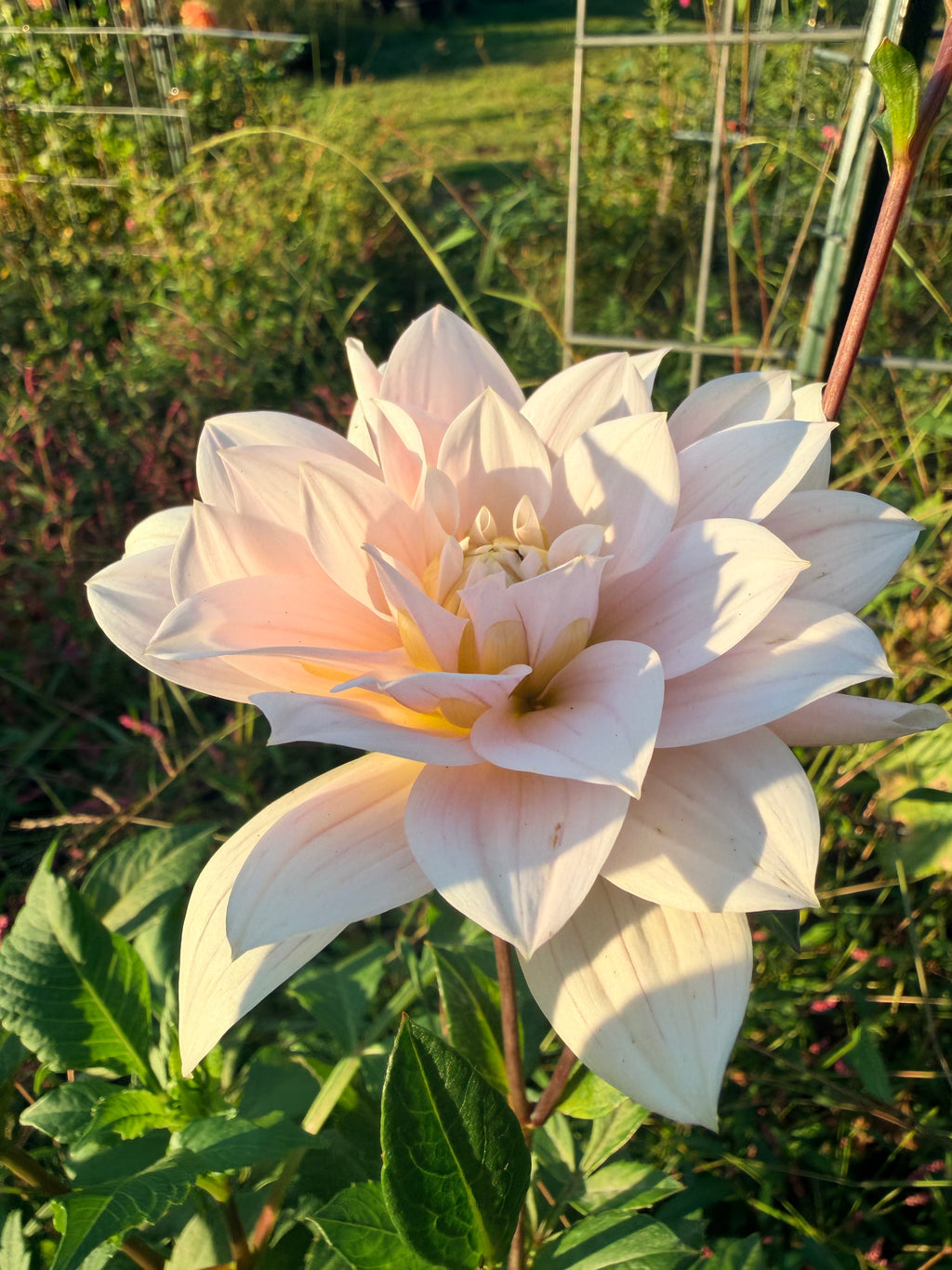 Skeena Eve Dahlia Tuber