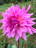 Titan Flamingo Dahlia Tuber