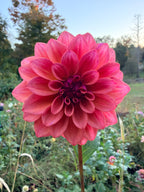 Bell's Naima Dahlia Tuber