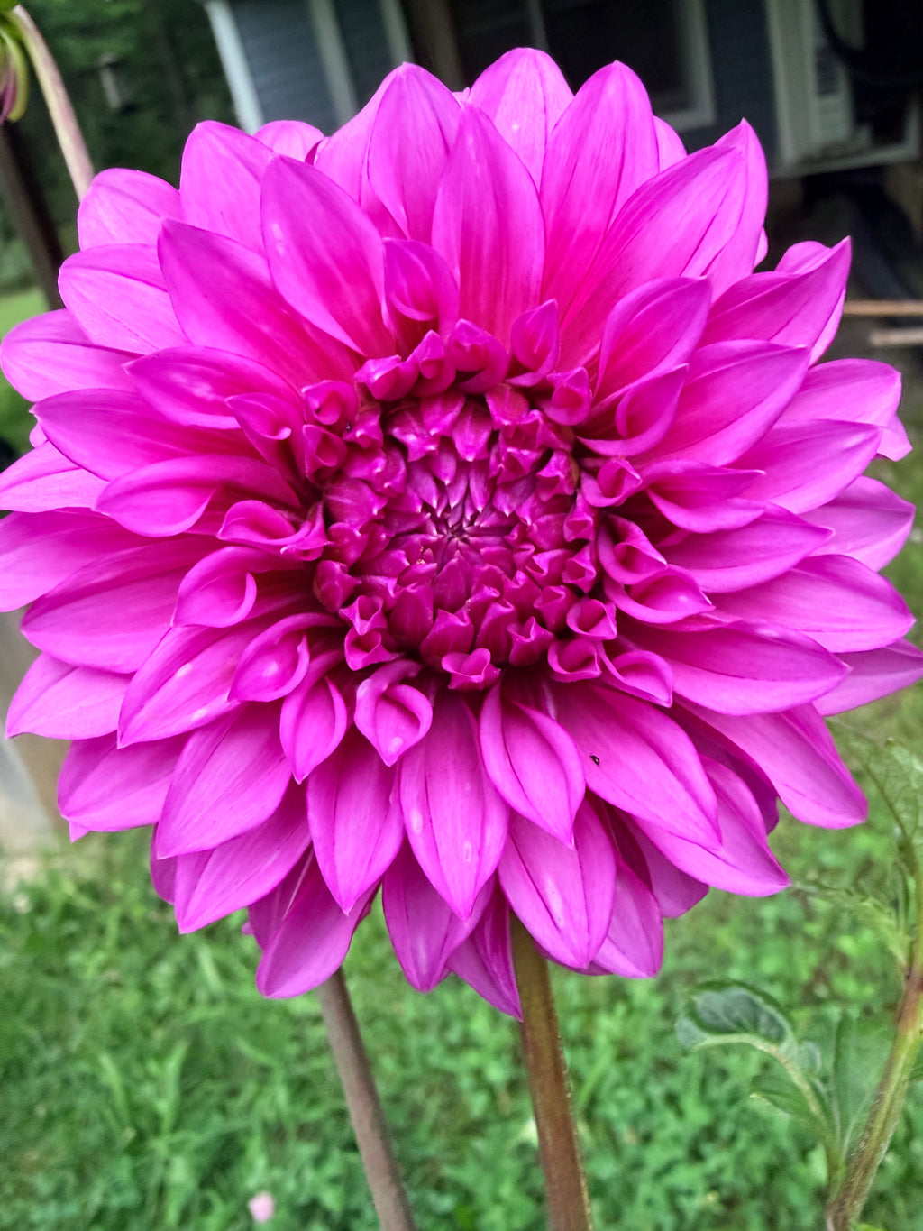Bloomquist Pinwheel Dahlia Tuber