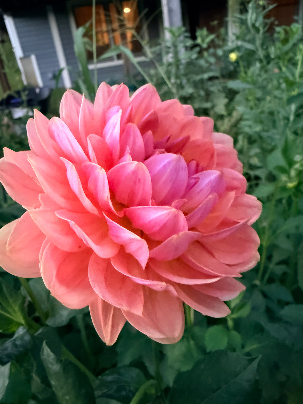 Fawn Dahlia Tuber