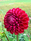 Cornel Dahlia Tuber