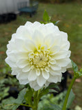 Skeena Mikaela Dahlia Tuber