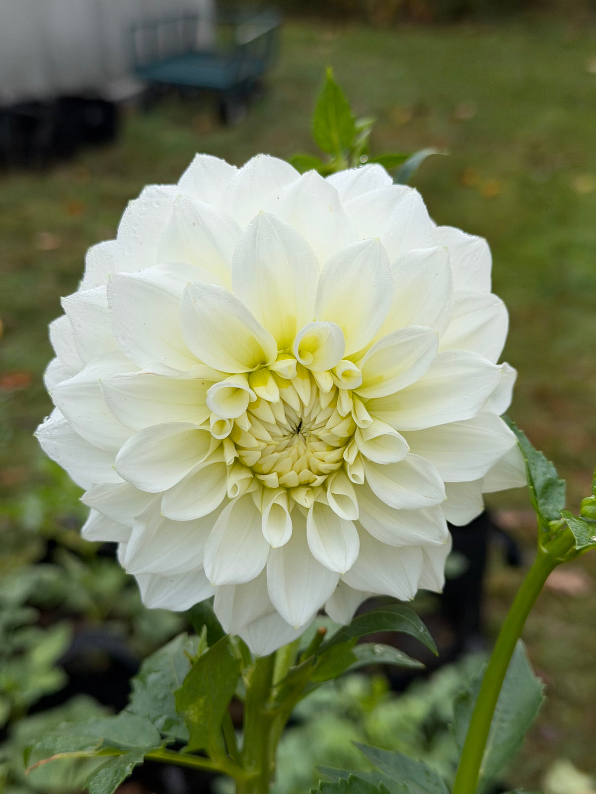 Skeena Mikaela Dahlia Tuber