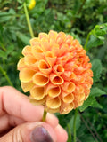 Tiny Dahlia Tuber