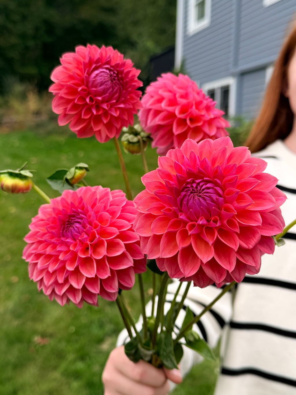 KA's Brittany's Favorite Dahlia Tuber