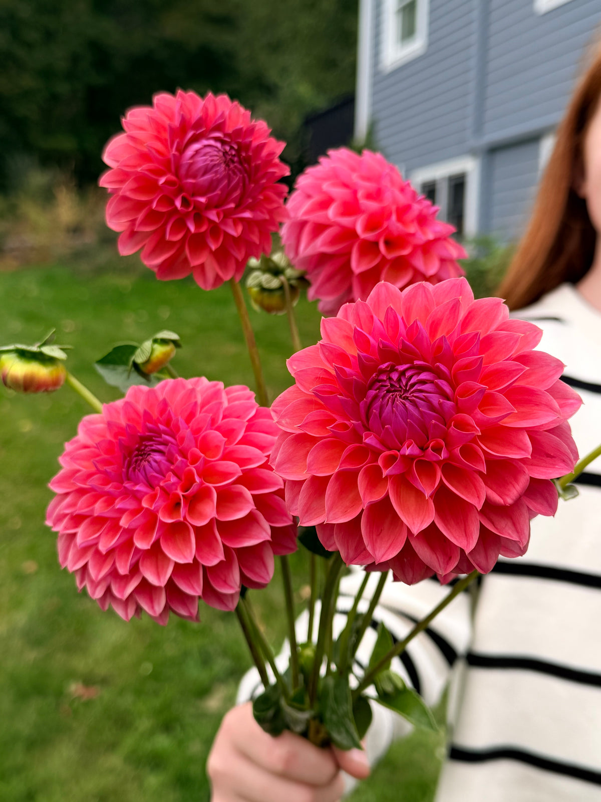 KA's Brittany's Favorite Dahlia Tuber