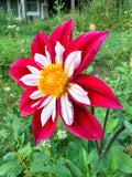 Thicket's Rescue Dahlia Tuber