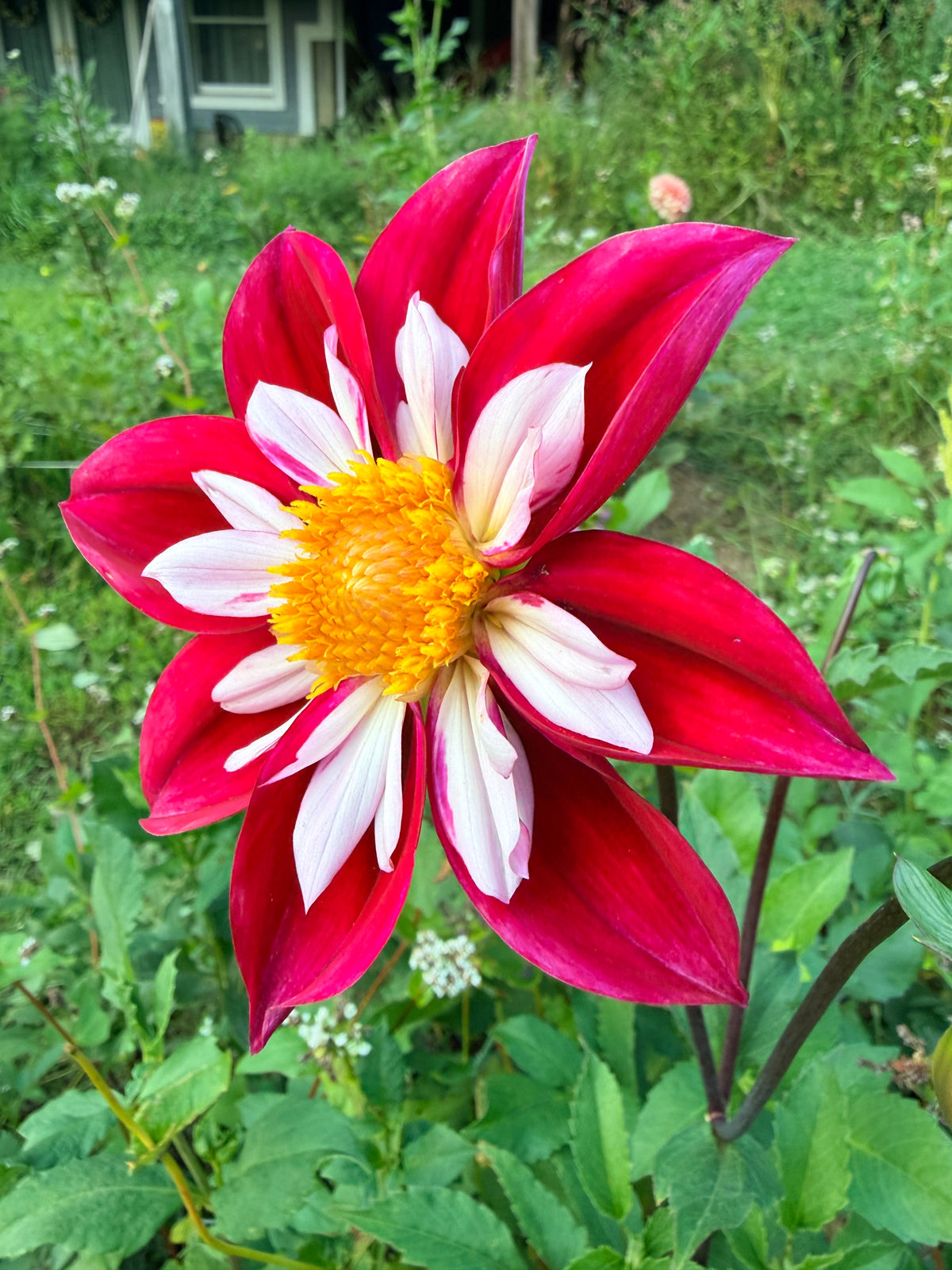 Thicket's Rescue Dahlia Tuber