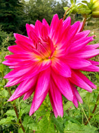 Hollyhill LilyAnn Dahlia Tuber