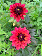 Danique Dahlia Tuber