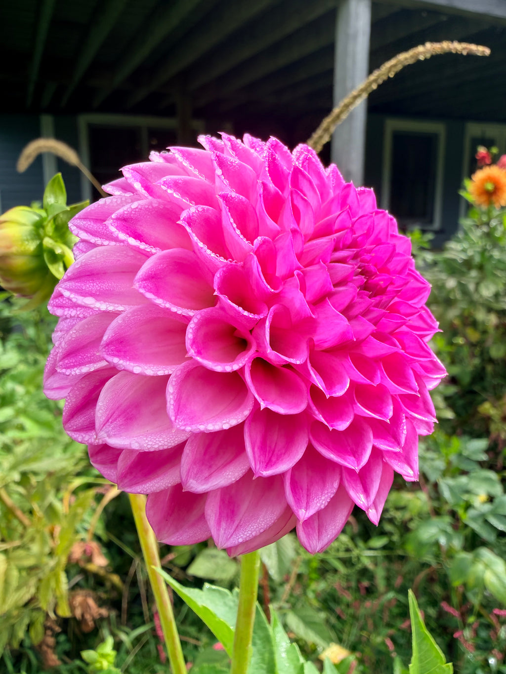 Shlomo's Birthday Dahlia Tuber