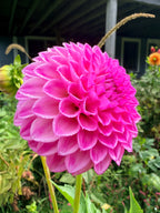 Shlomo's Birthday Dahlia Tuber