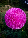 20th Ave for Mom Dahlia Tuber